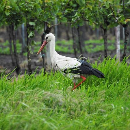 Отель Pension & Weingut Storchenblick Ильмиц Экстерьер фото